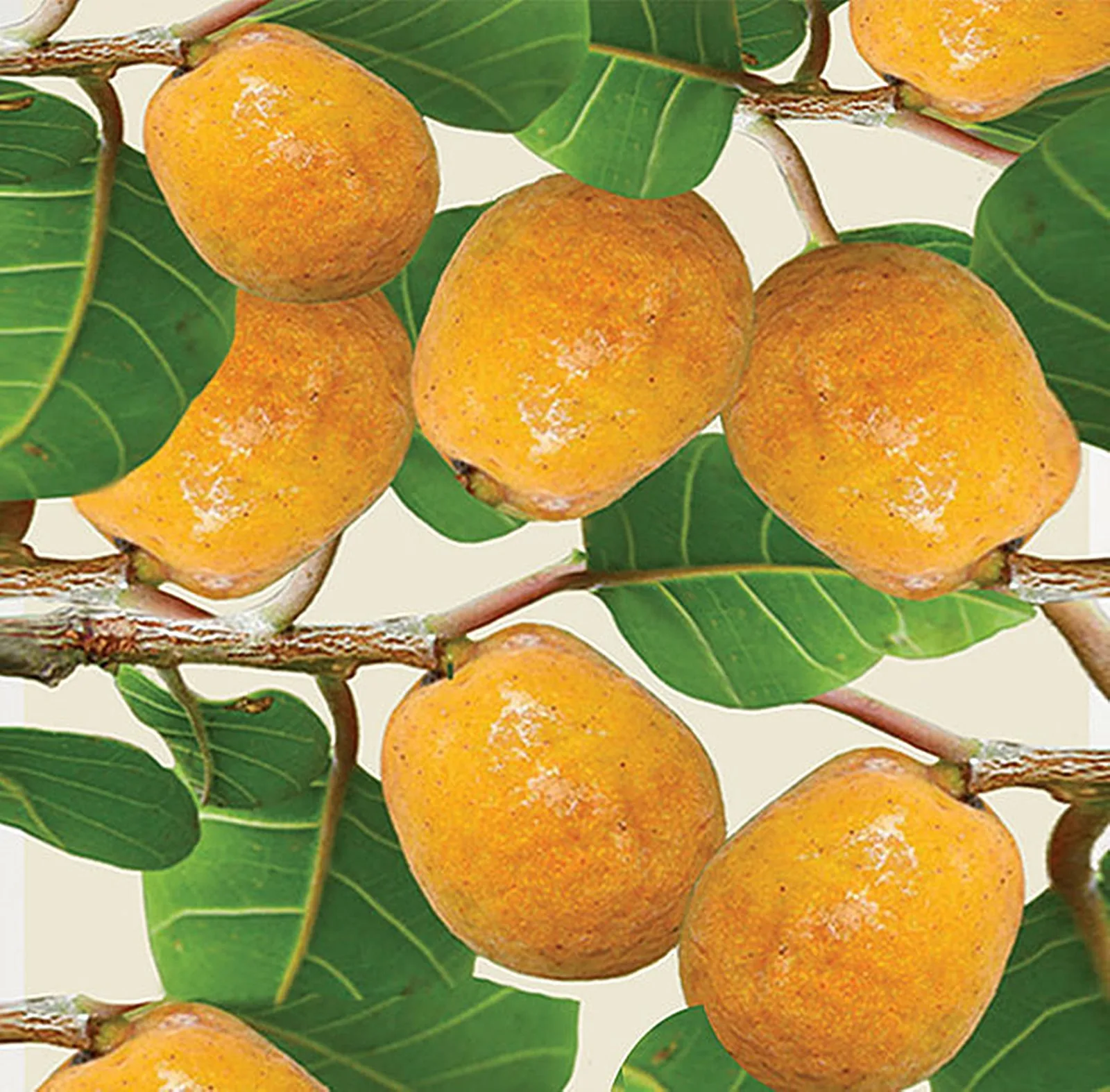 ✨ 9669 Lakoocha Extract : สารสกัดมะหาด (ชนิดน้ำ)
